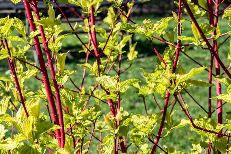 Cornus alba Sibirica