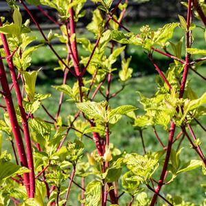 Cornus alba Sibirica