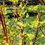 Cornus alba Sibirica