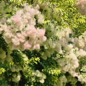 Cotinus coggygria Golden Lady