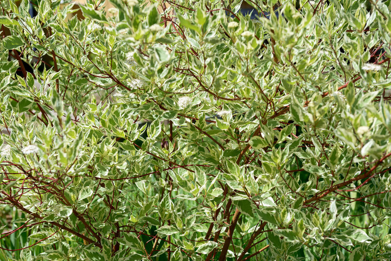 Cornus alba Ivory Halo