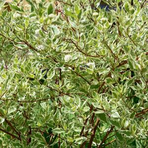 Cornus alba Ivory Halo