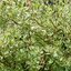 Cornus alba Ivory Halo