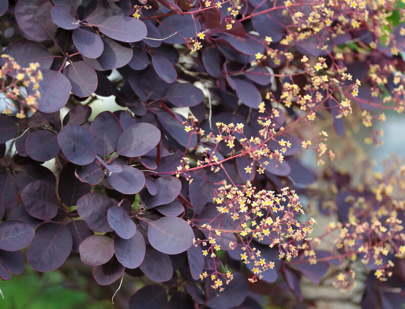 Cotinus coggygria Royal Purple