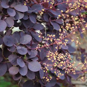 Cotinus coggygria Royal Purple
