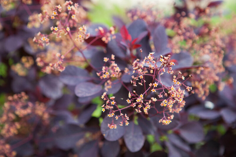 Cotinus coggygria Royal Purple