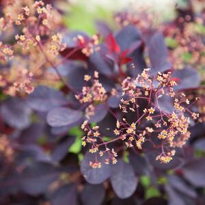 Cotinus coggygria Royal Purple