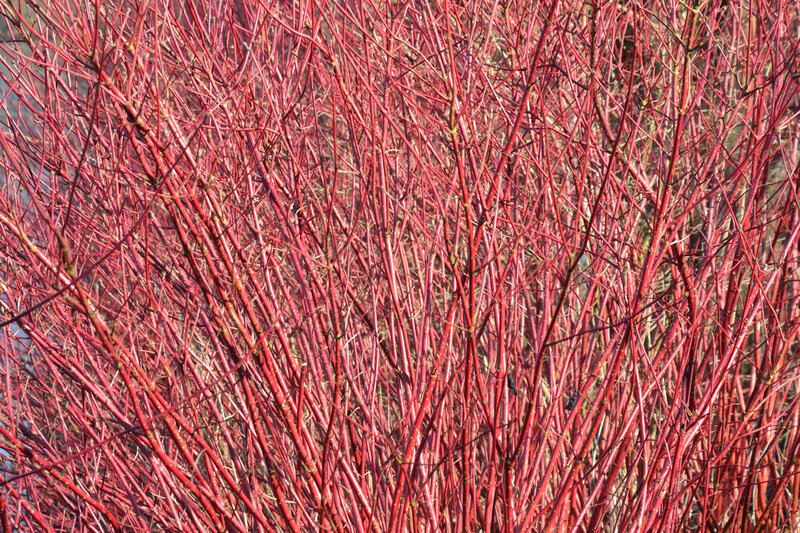 Cornus alba Ivory Halo