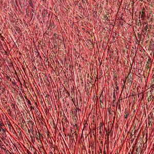 Cornus alba Ivory Halo