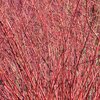 Cornus alba Ivory Halo
