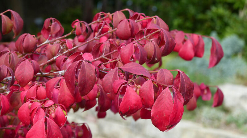 Euonymus alatus Compactus