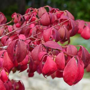 Euonymus alatus Compactus