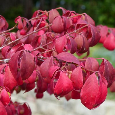 Euonymus alatus Compactus
