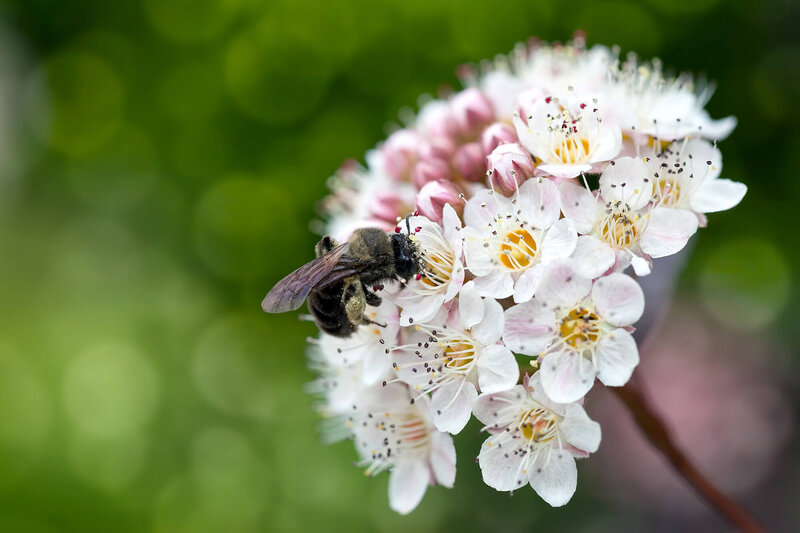 Physocarpus opulifolius Midnight