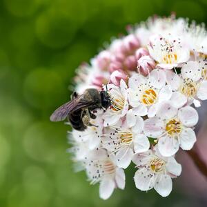 Physocarpus opulifolius Midnight