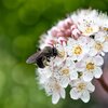 Physocarpus opulifolius Midnight