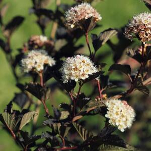 Physocarpus opulifolius Midnight