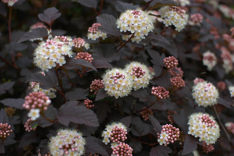 Physocarpus opulifolius Midnight