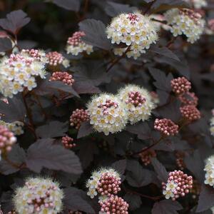 Physocarpus opulifolius Midnight