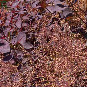 Cotinus coggygria Royal Purple