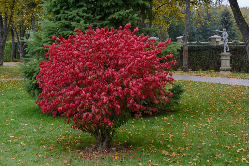 Euonymus alatus Compactus