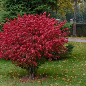 Euonymus alatus Compactus