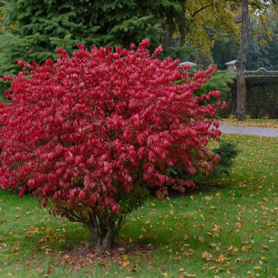 Euonymus alatus Compactus