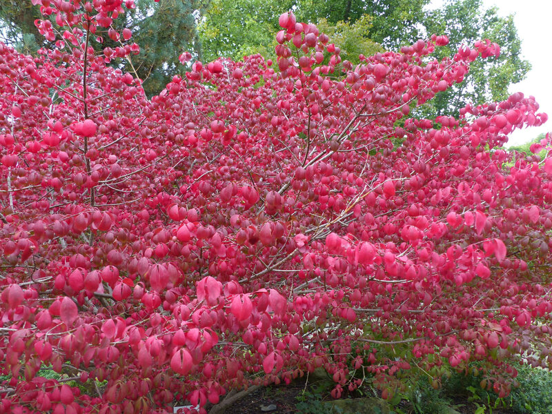 Euonymus alatus Compactus
