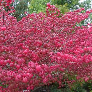 Euonymus alatus Compactus