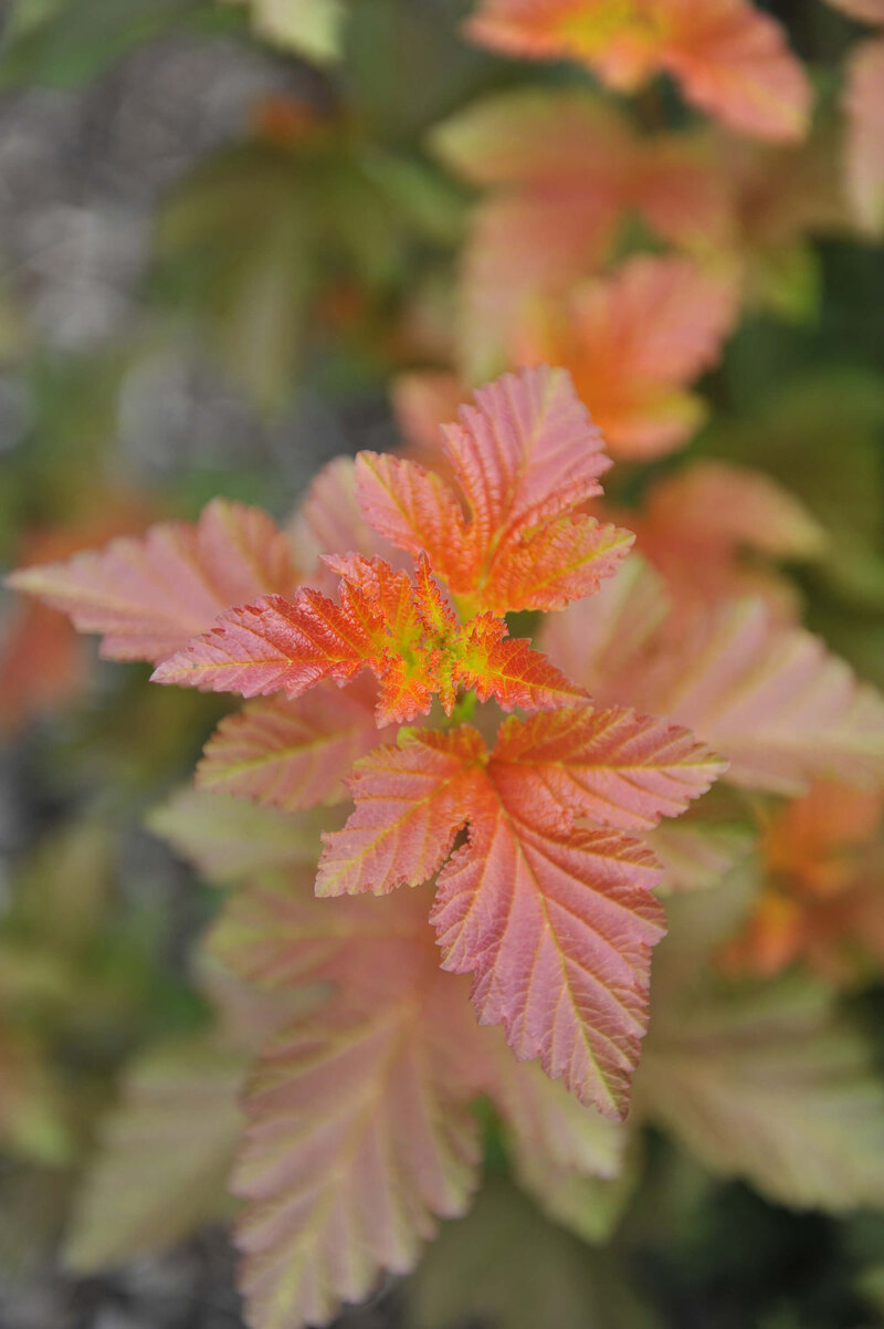 Physocarpus opulifolius Amber Jubilee