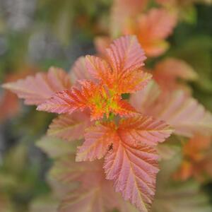 Physocarpus opulifolius Amber Jubilee