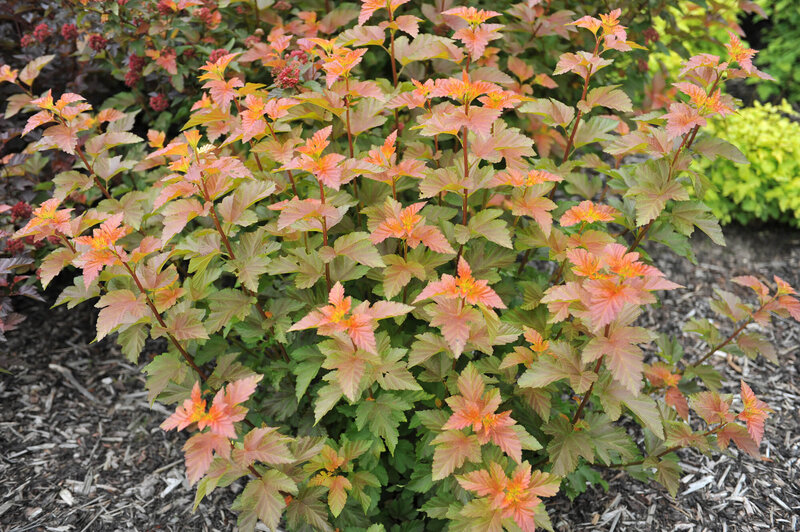 Physocarpus opulifolius Amber Jubilee