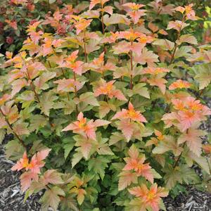 Physocarpus opulifolius Amber Jubilee
