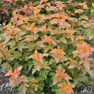 Physocarpus opulifolius Amber Jubilee