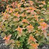 Physocarpus opulifolius Amber Jubilee
