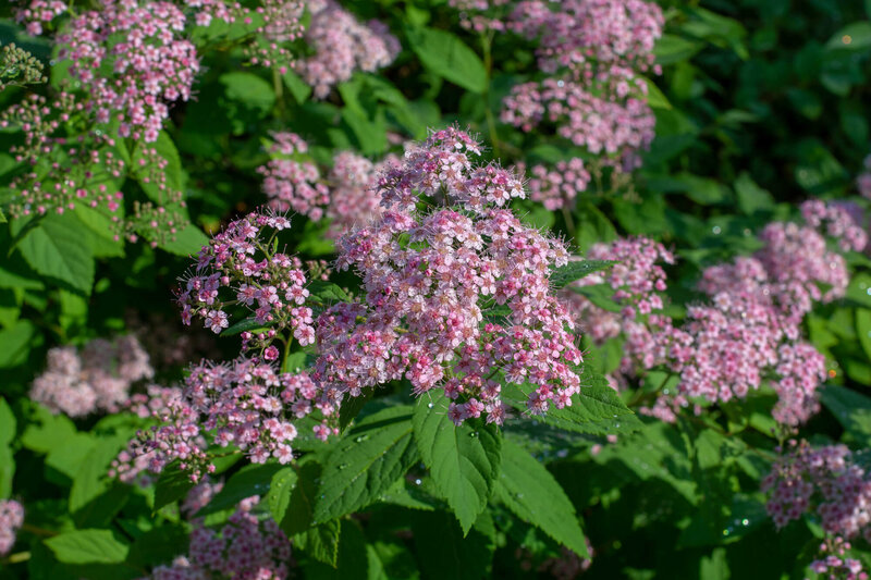 Spiraea japonica Double Play Big Bang