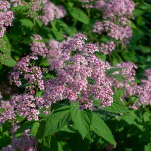 Spiraea japonica Double Play Big Bang