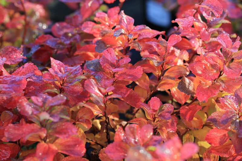 Spiraea japonica Double Play Big Bang