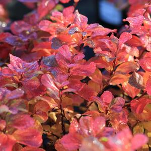 Spiraea japonica Double Play Big Bang