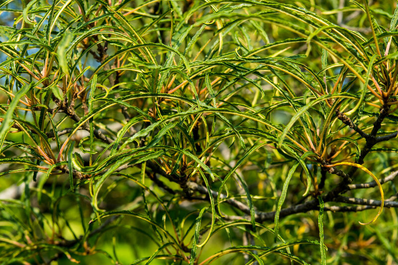Rhamnus frangula Fine Line