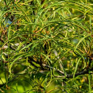 Rhamnus frangula Fine Line