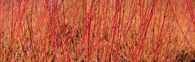 Cornus sanguinea 'Winter Flame'