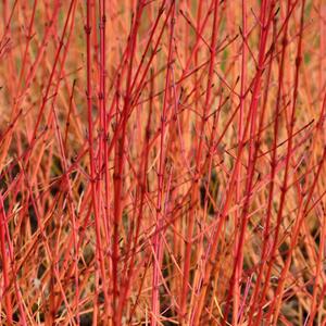 Cornus sanguinea 'Winter Flame'