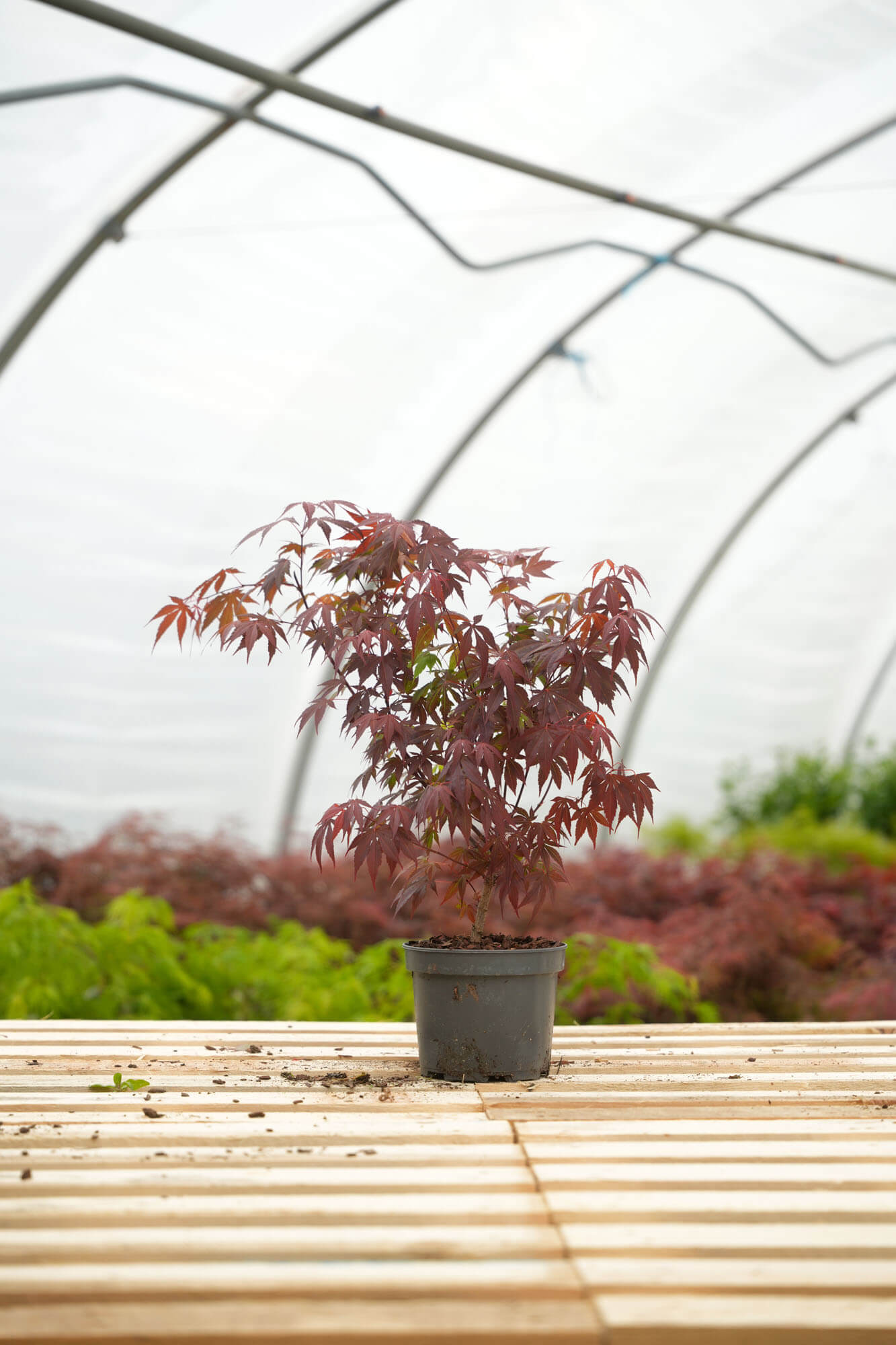 Acer palmatum 'Atropurpureum' | STARKL