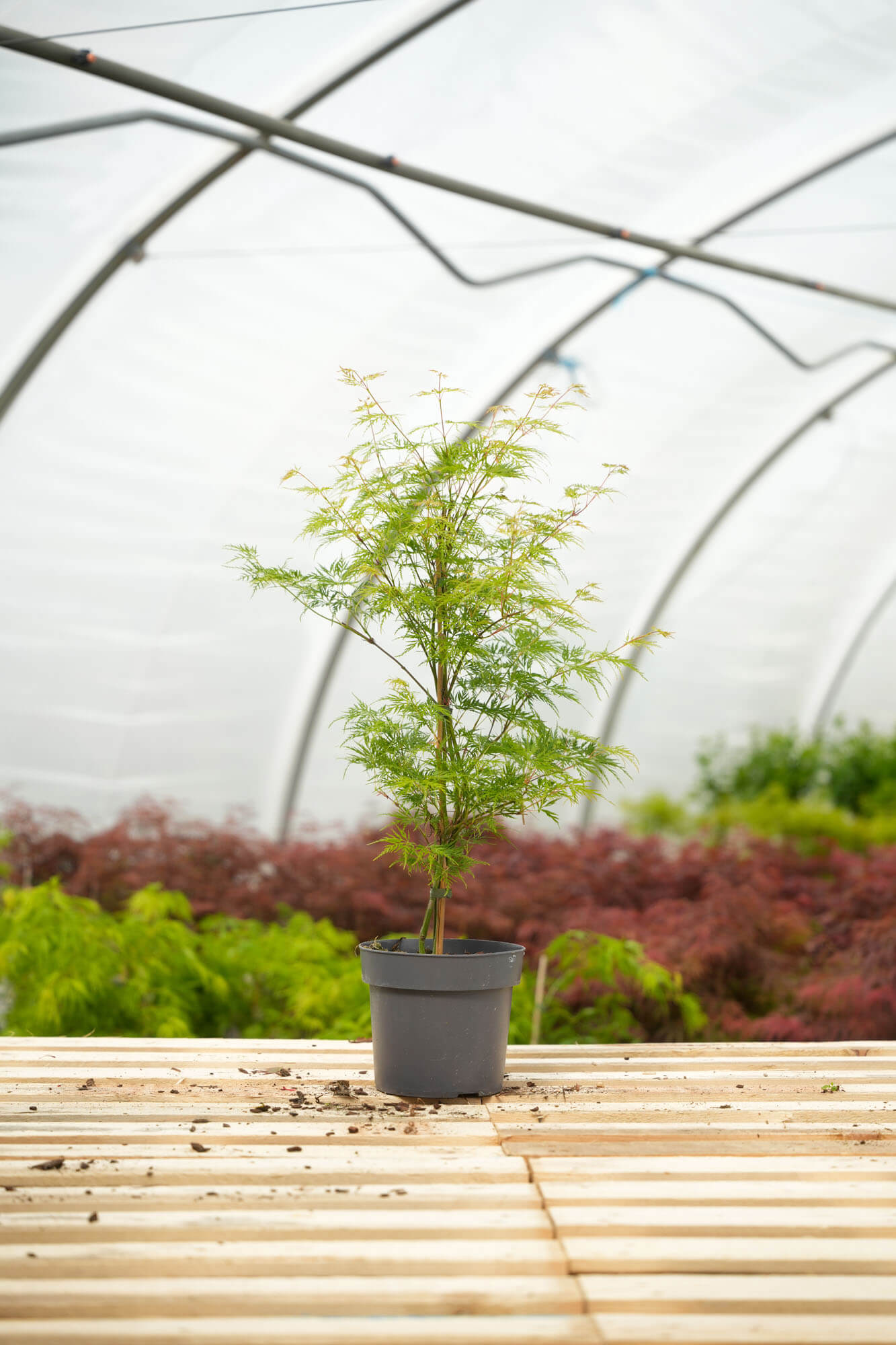 Acer palmatum 'Emerald Lace' | STARKL