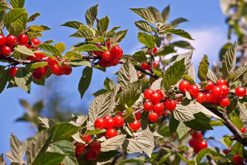 Prunus tomentosa