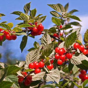 Prunus tomentosa