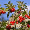 Prunus tomentosa