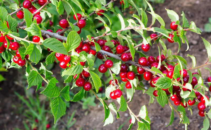 Prunus tomentosa