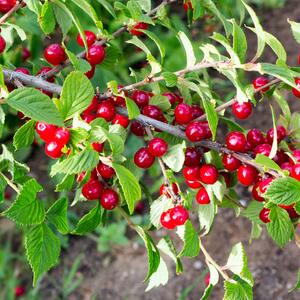 Prunus tomentosa
